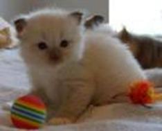 RAGDOLL KITTEN - MAXIMILLIAN, CAROLINA MINK RAGDOLLS