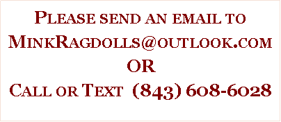 Text Box: Please send an email to MinkRagdolls@outlook.comORCall or Text  (843) 608-6028