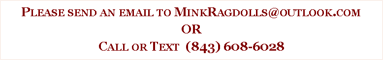 Text Box: Please send an email to MinkRagdolls@outlook.comORCall or Text  (843) 608-6028