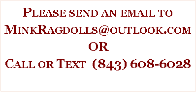 Text Box: Please send an email to MinkRagdolls@outlook.comORCall or Text  (843) 608-6028