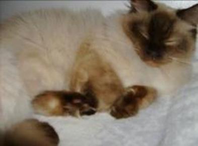 RAGDOLL KITTEN - DORABLE, CAROLINA MINK RAGDOLLS