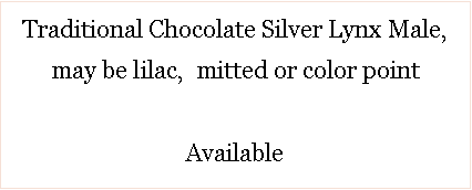Text Box: Chocolate/Chocolate Silver Males