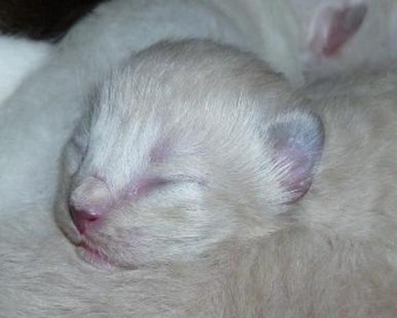 RAGDOLL KITTEN - NEWBORN, CAROLINA MINK RAGDOLLS