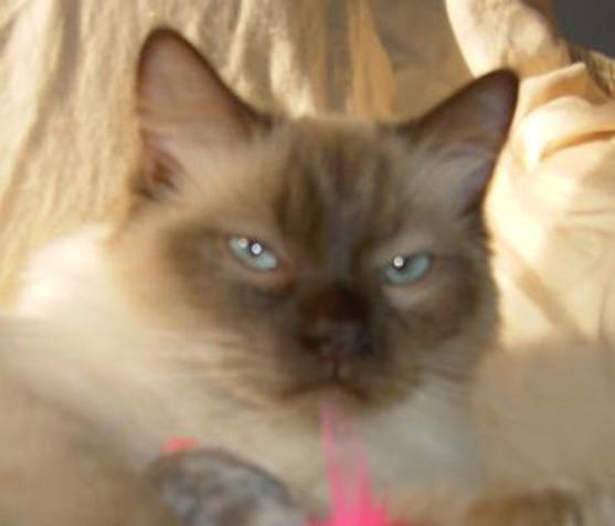 RAGDOLL KITTEN - DORABLE, CAROLINA MINK RAGDOLLS