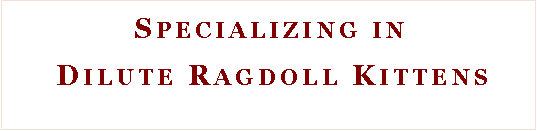 Text Box:  Specializing in Dilute Ragdoll Kittens 