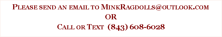 Text Box: Please send an email to MinkRagdolls@outlook.comORCall or Text  (843) 608-6028