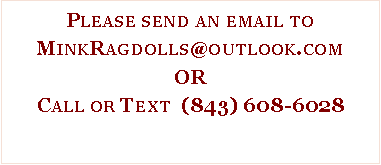 Text Box: Please send an email to MinkRagdolls@outlook.comORCall or Text  (843) 608-6028