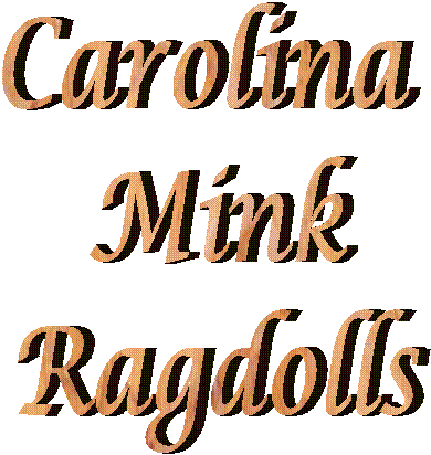 Carolina 
Mink
Ragdolls
