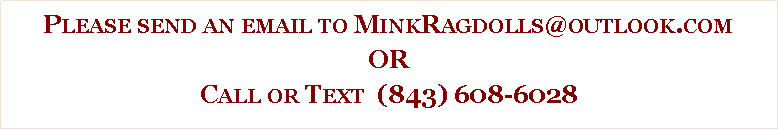 Text Box: Please send an email to MinkRagdolls@outlook.comORCall or Text  (843) 608-6028