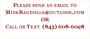 Text Box: Please send an email to MinkRagdolls@outlook.comORCall or Text  (843) 608-6028