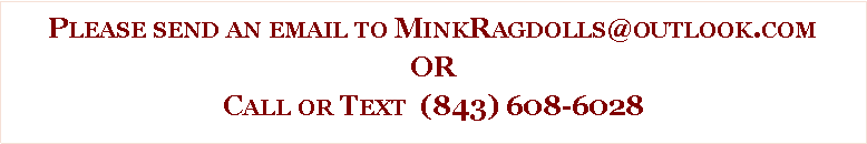 Text Box: Please send an email to MinkRagdolls@outlook.comORCall or Text  (843) 608-6028