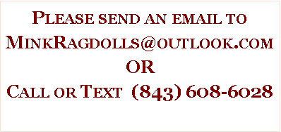 Text Box: Please send an email to MinkRagdolls@outlook.comORCall or Text  (843) 608-6028